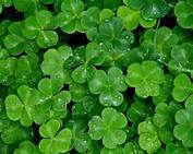 shamrock