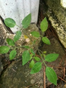 Cherry tomato in gutter!