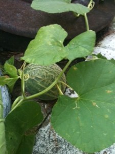 Volunteer cantaloupe growing between my trash cans!