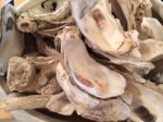 Oysters