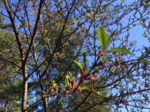 Bloomin' peach tree in the Spring