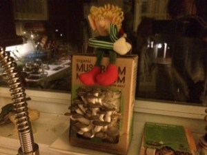 mushroom farm with elf